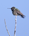 Broad tailed Hummingbird 3247